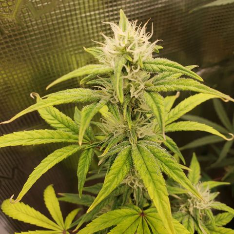 Geloctane  growlog photo: Can't believe the tricom production on these