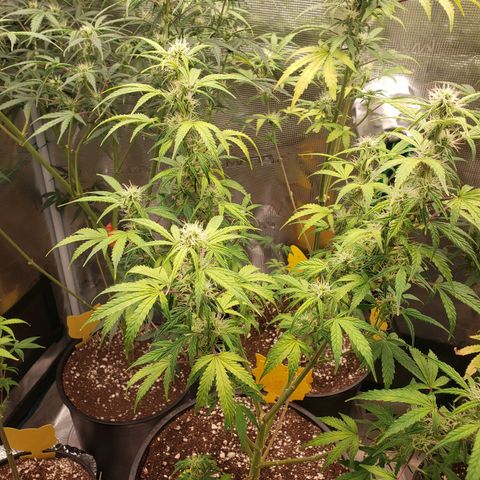 Geloctane  growlog photo: Couple of these are looking superfrosty 