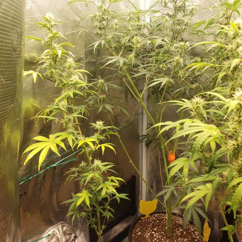 Geloctane  growlog photo: Can't believe the tricom production on these