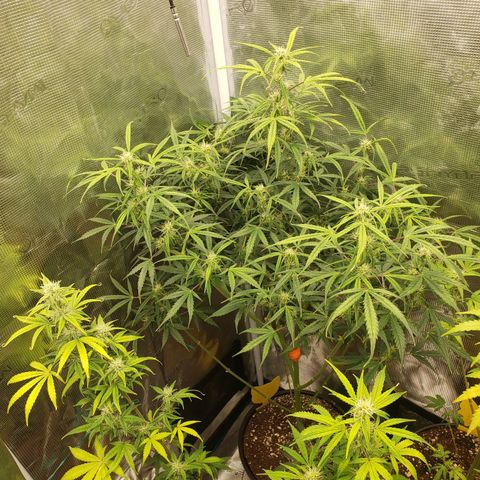 Geloctane  growlog photo: Couple of these are looking superfrosty 