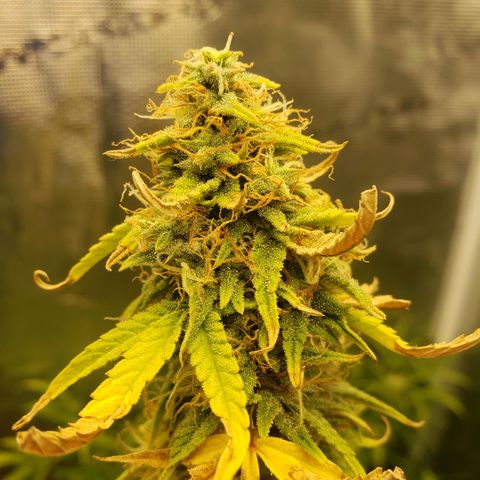 Geloctane  growlog photo: Couple of these are looking superfrosty 
