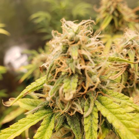 Geloctane  growlog photo: Couple of these are looking superfrosty 
