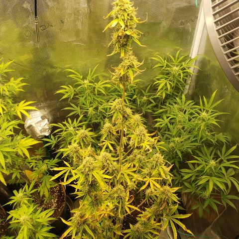 Geloctane  growlog photo: Couple of these are looking superfrosty 