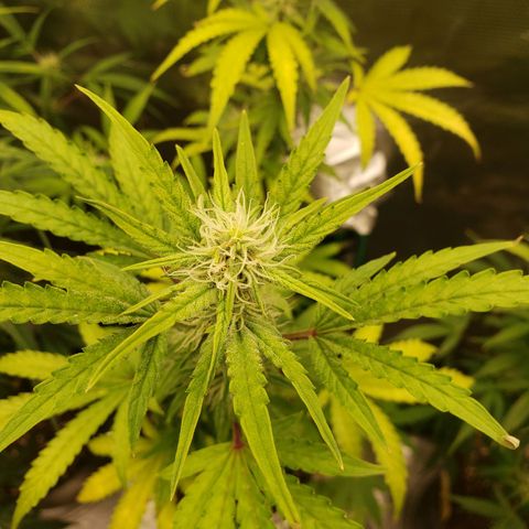 Geloctane  growlog photo: Can't believe the tricom production on these