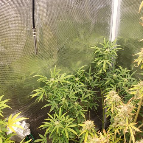 Geloctane  growlog photo: Couple of these are looking superfrosty 