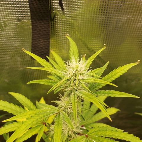 Geloctane  growlog photo: Can't believe the tricom production on these