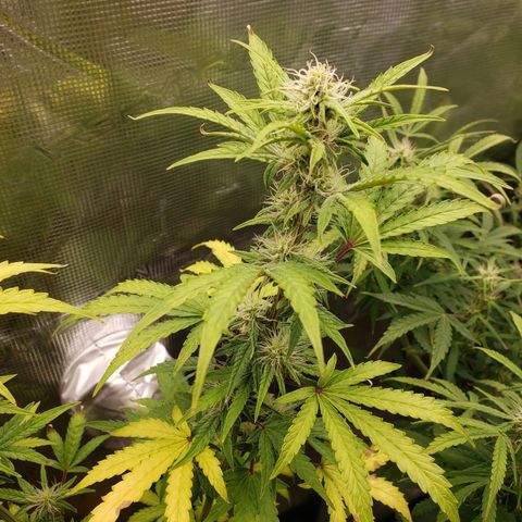 Geloctane  growlog photo: Morning 