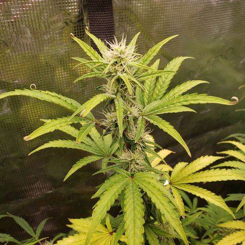 Geloctane  growlog photo: Morning 