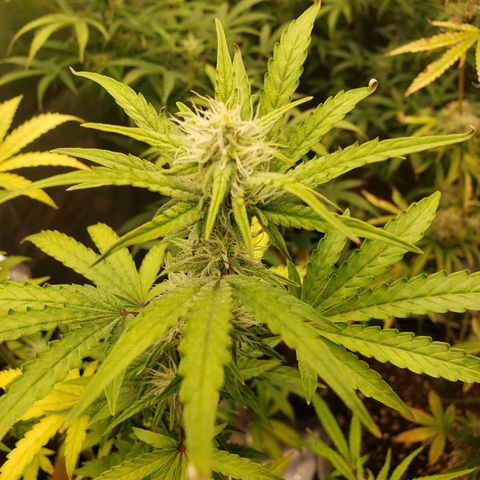 Geloctane  growlog photo: Morning 