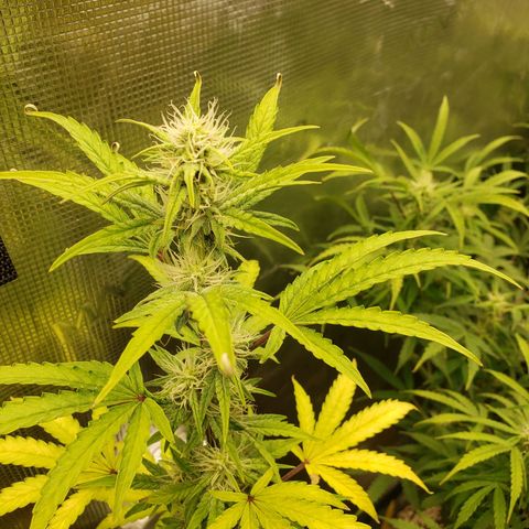 Geloctane  growlog photo: Morning 