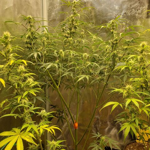 Geloctane  growlog photo: Morning 