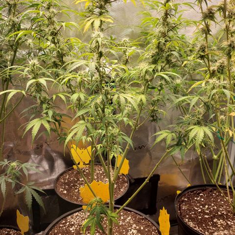 Geloctane  growlog photo: Morning 