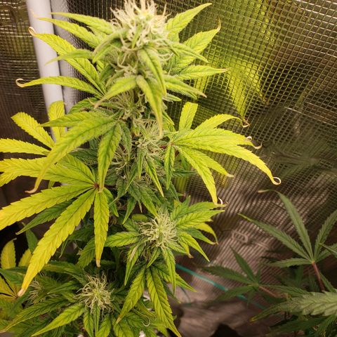 Geloctane  growlog photo: Morning 