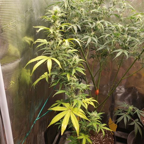 Geloctane  growlog photo: Morning 