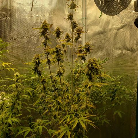 Geloctane  growlog photo: Morning 