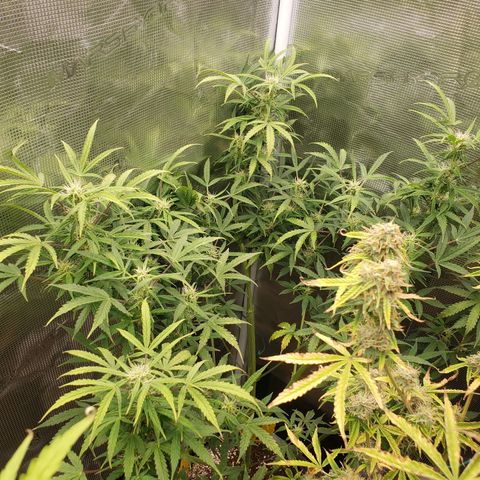 Geloctane  growlog photo: Morning 