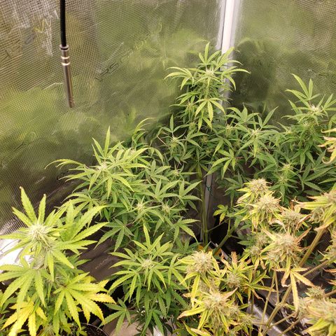 Geloctane  growlog photo: Morning 
