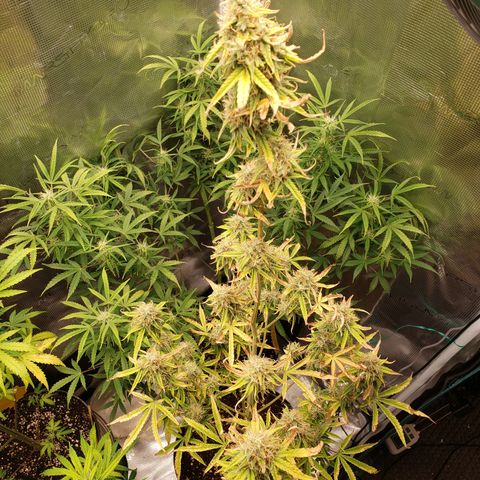 Geloctane  growlog photo: Morning 