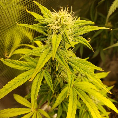 Geloctane  growlog photo: Morning 