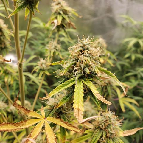 Geloctane  growlog photo: Morning 