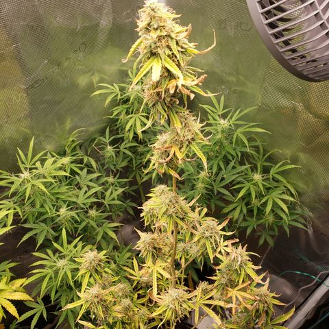Geloctane  growlog photo: Morning 