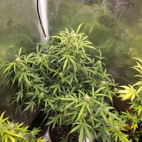 Geloctane  growlog photo: Morning 