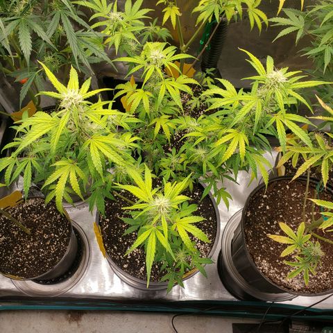 Geloctane  growlog photo: Morning 