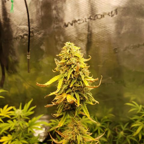 Geloctane  growlog photo: Morning 