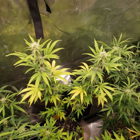 Geloctane  growlog photo: Morning 