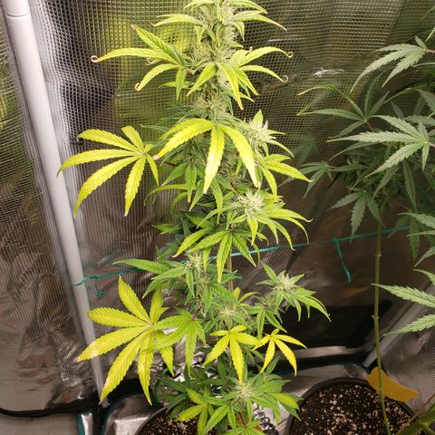 Geloctane  growlog photo: Morning 