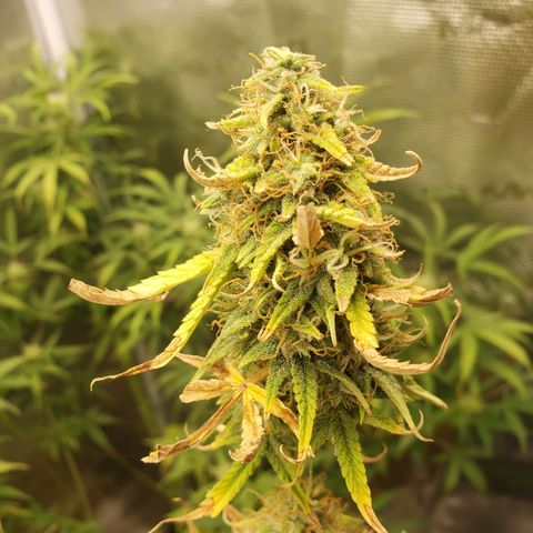 Geloctane  growlog photo: Viewing window for dry/cure chamber installed 