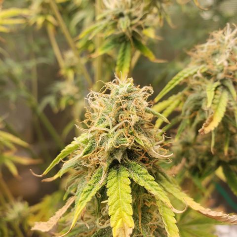 Geloctane  growlog photo: Viewing window for dry/cure chamber installed 