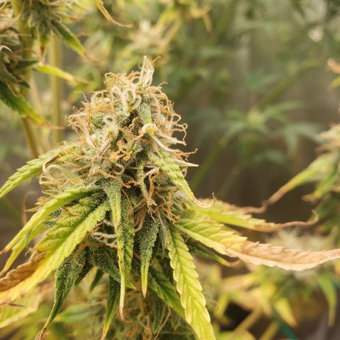 Geloctane  growlog photo: Viewing window for dry/cure chamber installed 