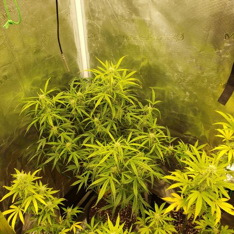 Geloctane  growlog photo: Morning 