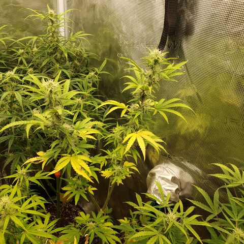 Geloctane  growlog photo: Morning 