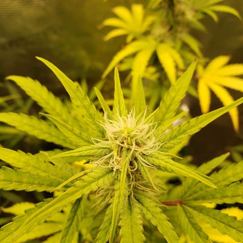 Geloctane  growlog photo: Morning 