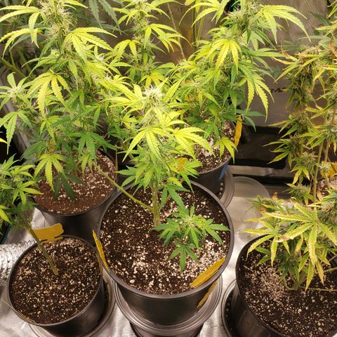 Geloctane  growlog photo: Morning 