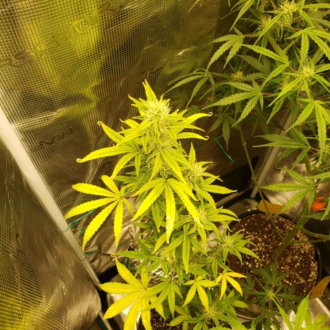 Geloctane  growlog photo: Morning 