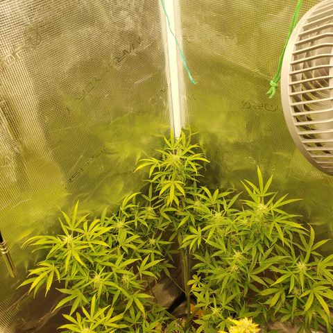 Geloctane  growlog photo: Morning 