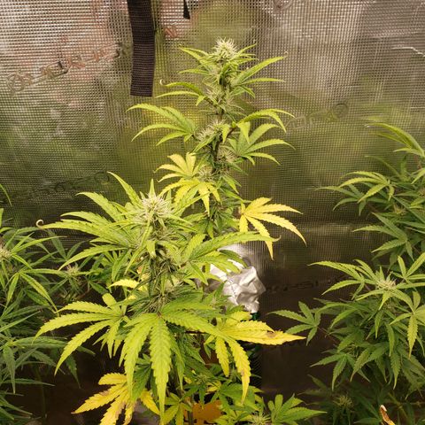 Geloctane  growlog photo: Morning 
