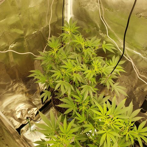 Geloctane  growlog photo: Morning 