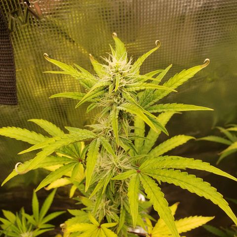 Geloctane  growlog photo: Morning 