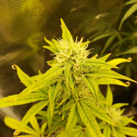 Geloctane  growlog photo: Morning 