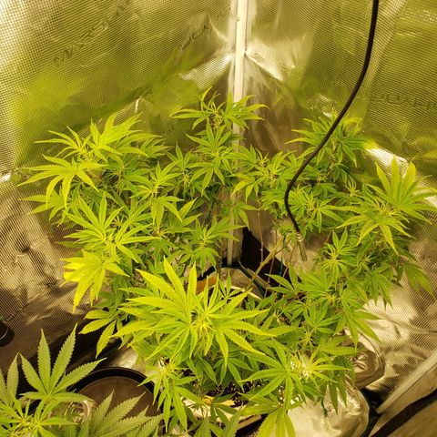 Geloctane  growlog photo: Morning 