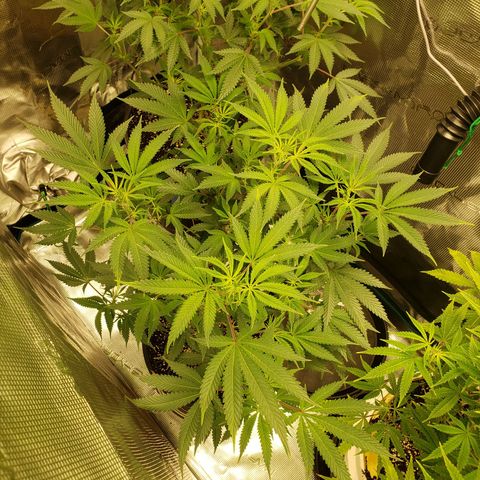 Geloctane  growlog photo: Morning 