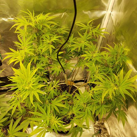 Geloctane  growlog photo: Morning 