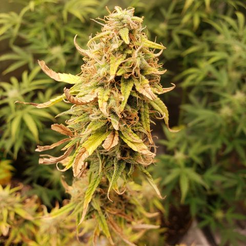 Geloctane  growlog photo: Morning 
