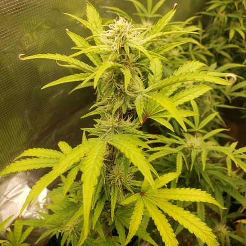 Geloctane  growlog photo: Morning 