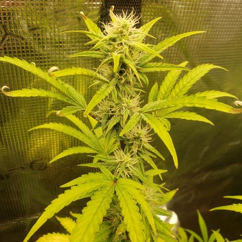 Geloctane  growlog photo: Morning 