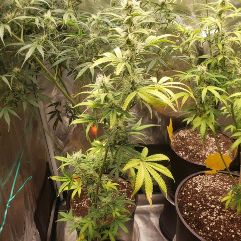 Geloctane  growlog photo: Morning 